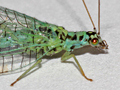 Chrysopa perla
